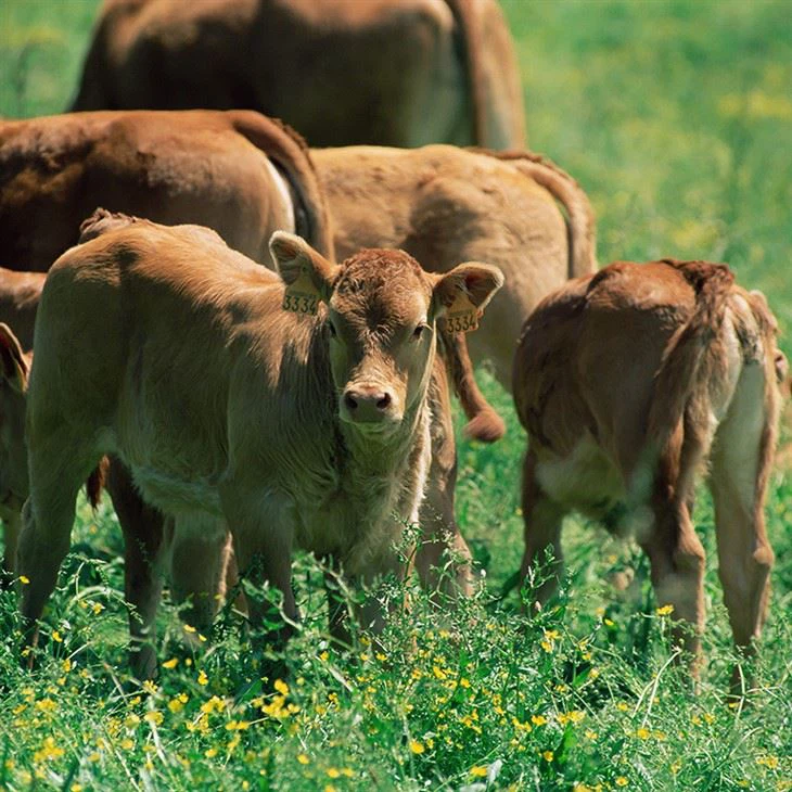 Peptides Powder For Skincare